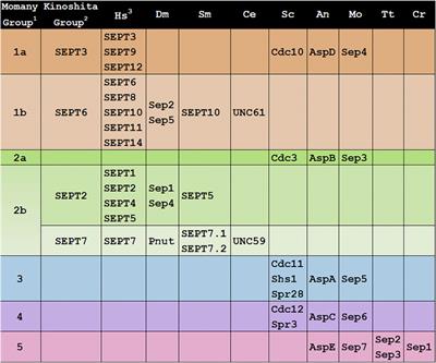 Septins From Protists to People